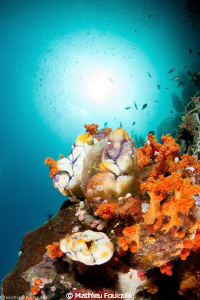 Polycarpa aurata (Raja Ampat) by Mathieu Foulquié 